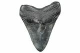 Fossil Megalodon Tooth - South Carolina #236350-1